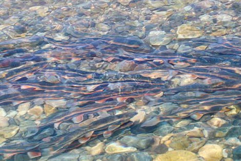 Sweetfish returning to clean the Taehwagang River