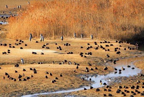 A migratory bird of Taehwa River Estuary