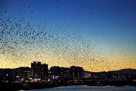 A migratory bird of Taehwa River Estuary